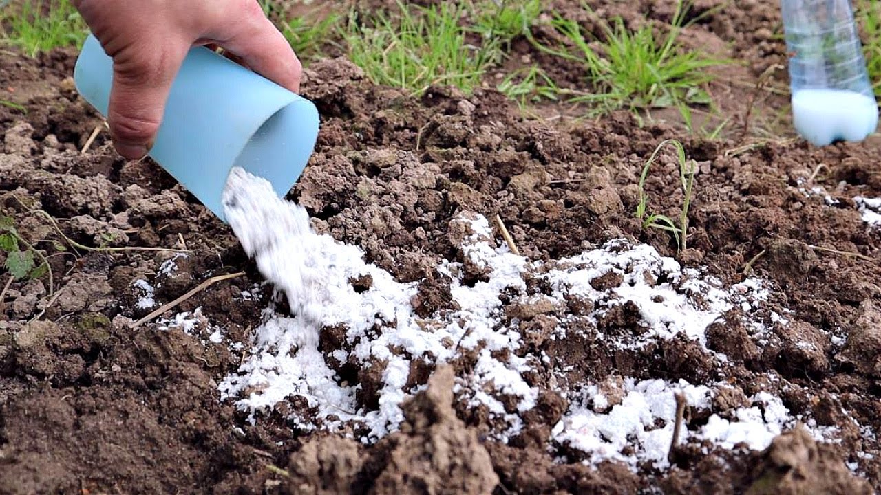 Вот для чего я рассыпаю это осенью по земле! Как повысить кислотность почвы если она низкая?