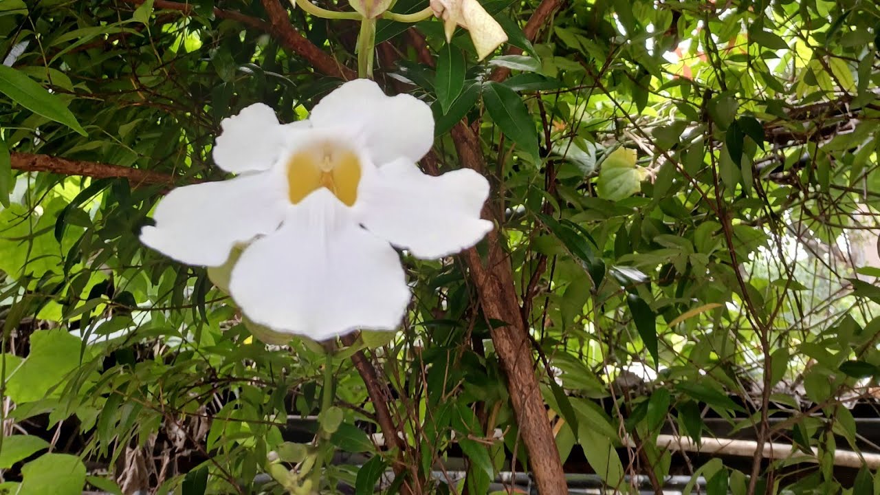 Biduanita dangdut#laguviral #dangduthits 