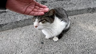 I petted a cute stray cat on Cat Island [Sayagi Island]