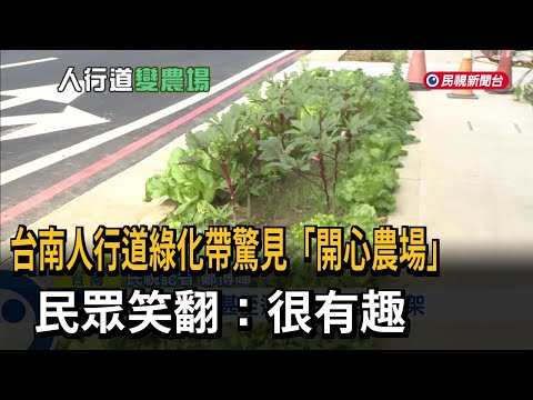 台南人行道綠化帶驚見「開心農場」 民眾笑翻：很有趣－民視新聞