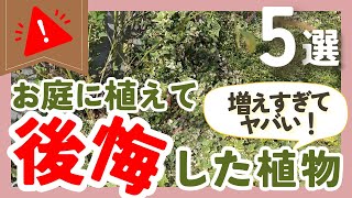 【増えすぎてやばい】お庭に植えて後悔した植物5つガーデニング好きに聞いた植えてはいけない植物ランキングも