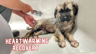 His 1st Bath After Beating Parvo Will Melt Your Heart! (From Deadly Sick to Squeaky Clean)