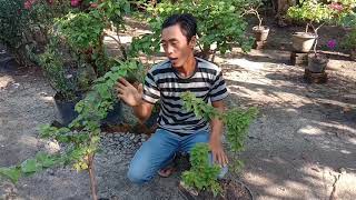 Membedakan Bougenville Singapore Dengan Bougenville Lokal Secara Fi