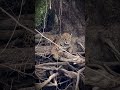 O olhar hipnotizante da Onça-Pintada