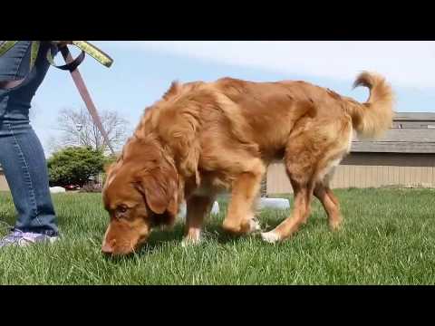 Videó: 4H kutya agility osztály órák