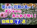 【ガーデニング】本当に半年以上溢れるほど咲いていた！植えっぱなしOK！驚くほど花期が長いオシャレな宿根草７選の紹介！あしかがフラワーパーク・代々木公園・園芸のプロから学ぶ・Gardening