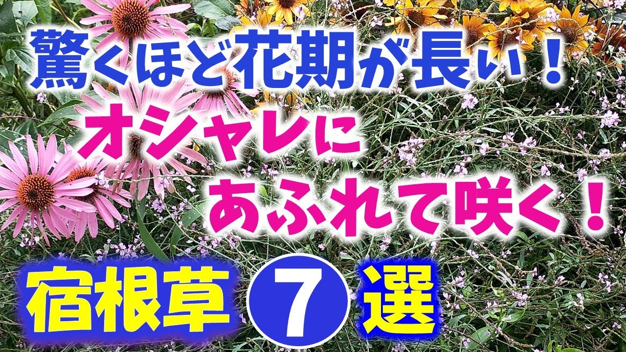 【ガーデニング】本当に半年以上溢れるほど咲いていた！植えっぱなしOK！驚くほど花期が長いオシャレな宿根草７選の紹介！あしかがフラワーパーク・代々木公園・園芸のプロから学ぶ・Gardening