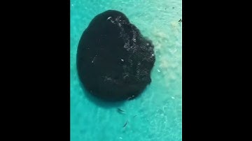 Estranha criatura no mar