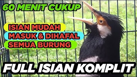 BURUNG JALAK SUREN GACOR ISIAN FULL mudah dihafal gampang masuk untuk PANCINGAN MASTERAN SEMUA JALAK
