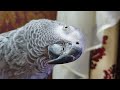 Наблатыканный попугай матершинник говорит с хозяином попугай Жако ругается на хозяина