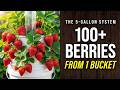 1 BUCKET, 100 BERRIES: THE SECRET SPIRAL SYSTEM