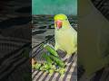 Mithu Ki Masti 🦜🤣 #parrot #greenparrot #talkingparrot #petbird #shorts #parroteating #mithu