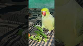 Mithu Ki Masti 🦜🤣 #parrot #greenparrot #talkingparrot #petbird #shorts #parroteating #mithu
