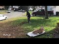 Albany Dog Trainers | Hudson Dog Trainers | 10 Month Old Husky Saint Albany Dog Trainers | Hudson Dog Trainers | 10 Month Old Husky Saint