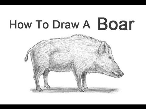 Video: How To Draw A Boar