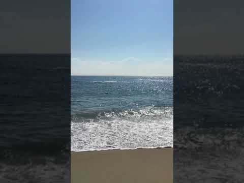 Whale Show Bethany Beach You Whale Show Bethany Beach