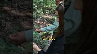 Finding Chicken Curry Ingredients in the Jungle??