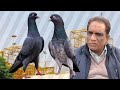 Ustad khalifa naveed of lahore ki chat se pigeons