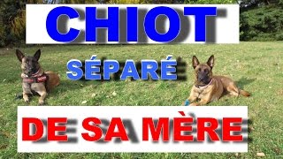 CHIOT SÉPARÉ DE SA MÈRE A 2 SEMAINES