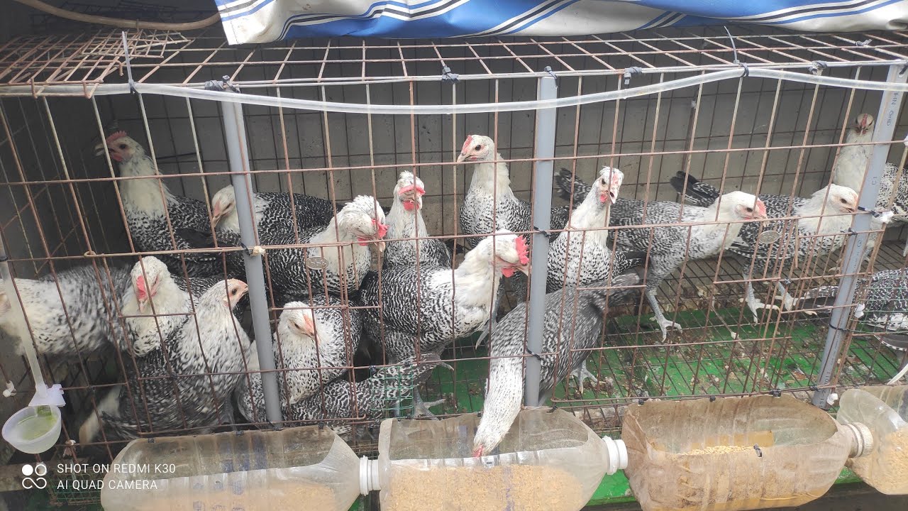 Đàn gà mái tơ Ai Cập siêu trứng 50 con nhà em sắp đẻ rồi  Anh Chị ơi