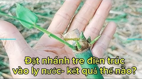 Thí nghiệm đặt nhánh tre vào ly nước sẽ ra sao, mời xem nhé.