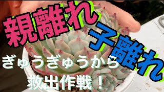 【多肉植物】【ガーデニング】親離れ❗️子離れ❗️しましょう❗️     多肉大好き！なりちゃんパパ　多肉奮闘記その298