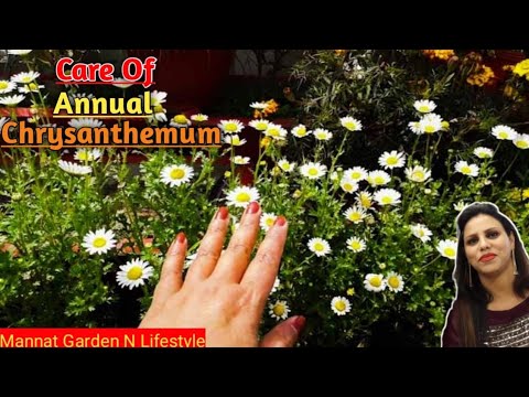 Annual Chrysanthemum plant care||annual chrysanthemum की देखभाल कैसे करें||Growing n caring method