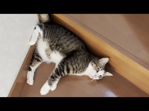 「オデコおいで、お尻拭いたろ」で素直にお尻を拭いてもらう猫