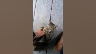 Kucing idiot sama kaya majikkan nya.. :)