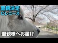里親決定ピレニーズ・卒業の日【195 196日目最終日】