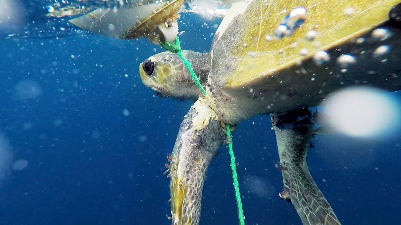 Sea turtle entangled in commercial fishing line