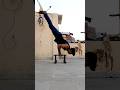 calisthenics 🔥|Tamil #motivation #homeworkout #strength