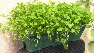 Faire Pousser De La Coriandre - Growing Coriander Cilantro Eng Sub