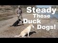 Duck Hunting Dog Training: Honoring and Steady Work Duck Hunting Dog Training: Honoring and Steady Work