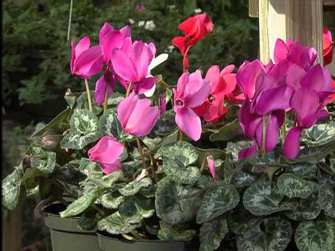 Cyclamen
