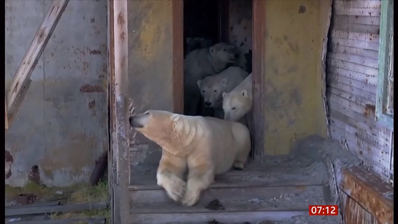 Незваные гости в заброшенной избушке: как белые медведи обжили геодезический пункт