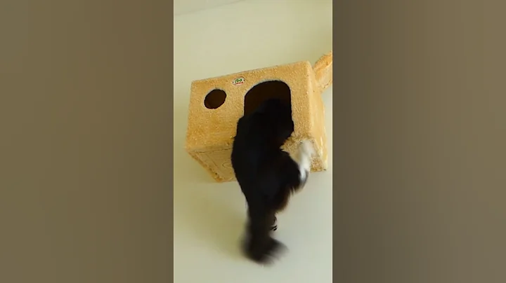 Video 9451281: maine coon kitten, maine coon toys, cat rescue kitten, kitten rescue animal, kitten fetching, kitten meets