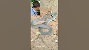 Tại sao rắn lại tự nuốt đuôi của mình #shortvideo #thưgiãn