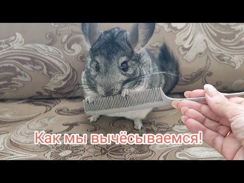 Линька у шиншилл. Как мы вычёсываемся ...