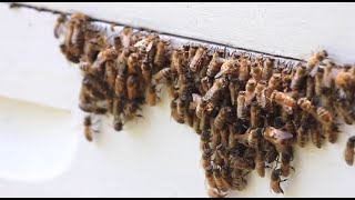 Problems Facing The Bees