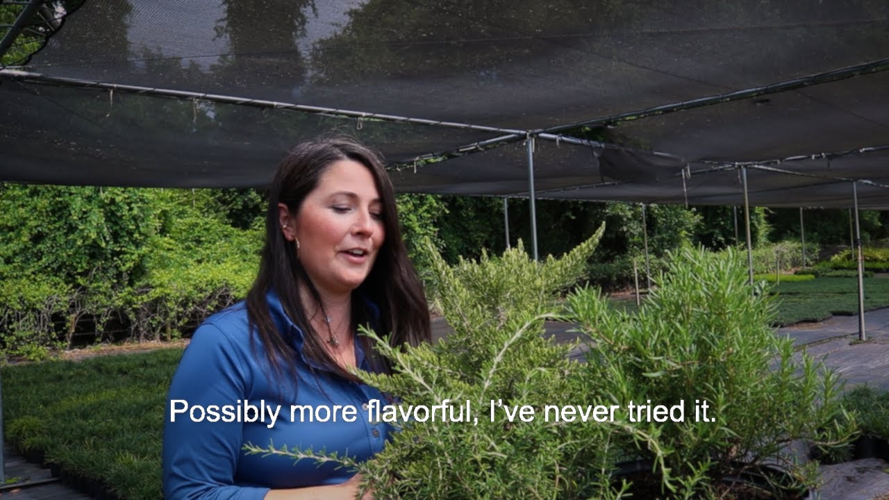 3 Varieties of Rosemary Landscapers Should Try - YouTube