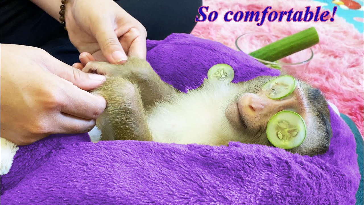 Monkey Lyly comfortably enjoys mother's care at home!