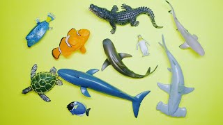 Collect 7 Sea Animals Clown Fish, Hammerhead Shark, Orca Whale, Hermit Crab, Goblin Shark, Sailfish