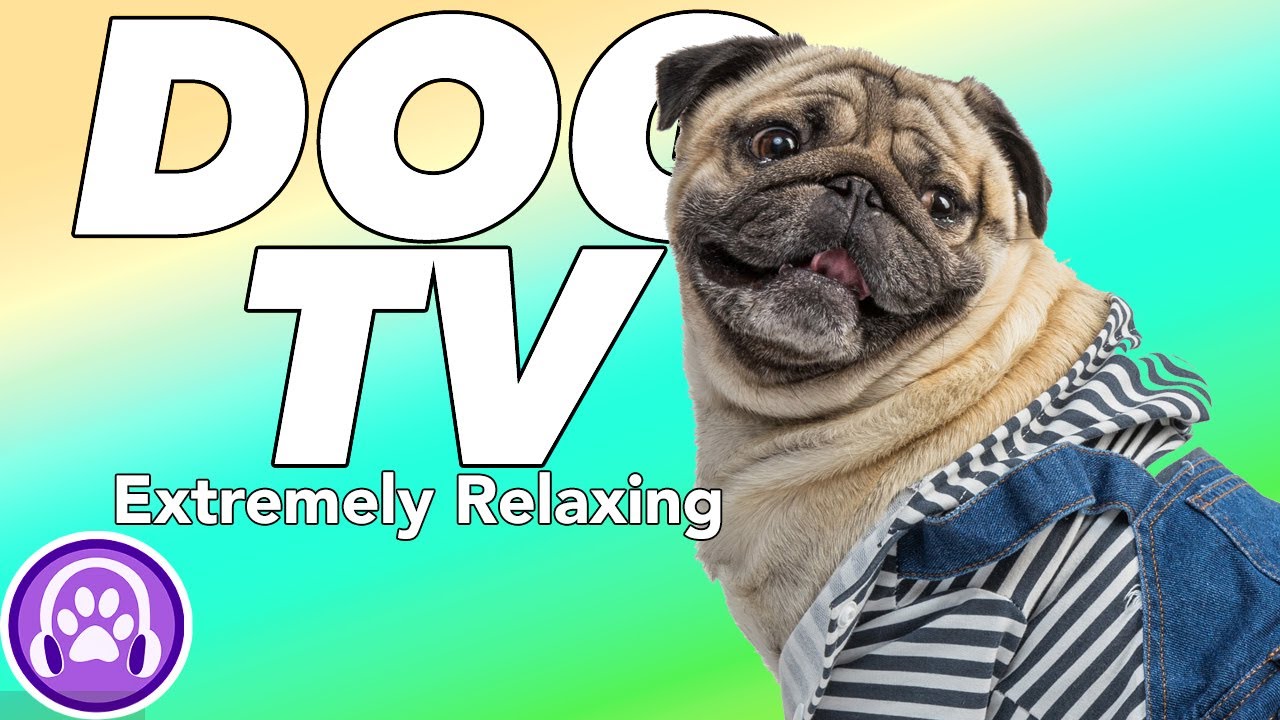 Is Your Dog Bored? - DOGTV: Television for Dogs