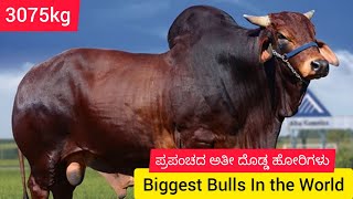 Top bull breeds...of India very large attractive bulls..