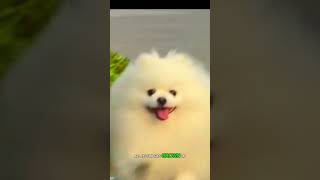 Rescuing a Stray Dog. A Story Tail