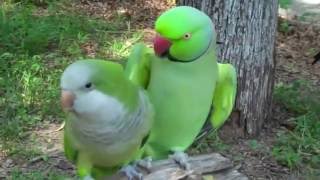 Попугай зацеловал свою подружку / parrots kiss Попугай зацеловал свою подружку / parrots kiss