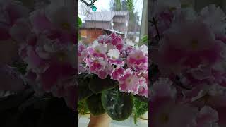 сенполия  ПТ- Первое Свидание #домашниецветы #сенполии #фиалки #flower