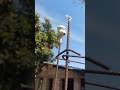 Federal signal modulator 1004 &amp; model 2 siren testing in Attack/alert