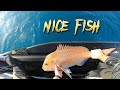 Nice fish